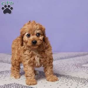 Hazel, Cavapoo Puppy